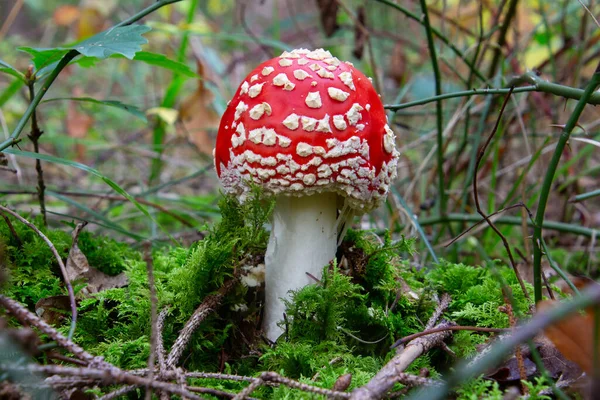 靠近一个苍蝇不可知论的蘑菇 也被称为天牛菇 Amanita Muscaria — 图库照片