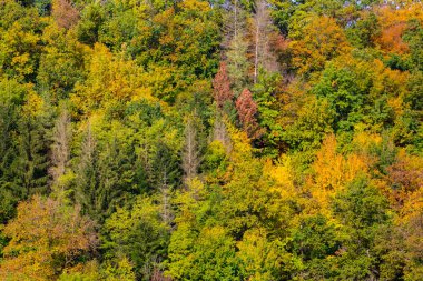 Doğal arkaplan için sonbahar orman renkleri