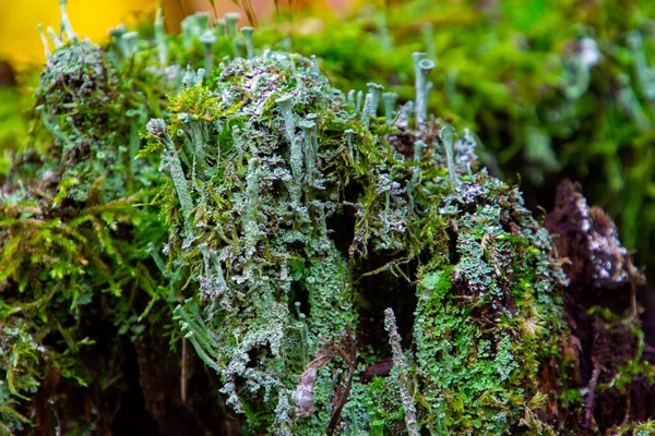 Pahýl Stromu Zarostlý Mechem Trumpetou Skřítek Lišejník Nebo Cladonia Fimbriata — Stock fotografie