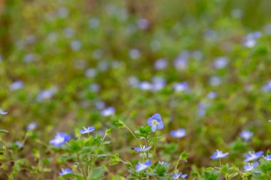 Hız limitinin mavi çiçeklerini seçici odak ve kopyalama alanına yakın tutun, ayrıca veronica arvensis veya Feld Ehrenpreis olarak da adlandırılır.