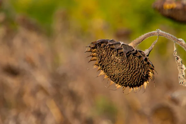 Close Dry Sunflower Plant Autumn — Stock Photo, Image