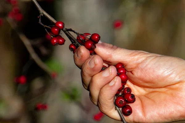 Female Hand Picking Red Hawthorn Berries Also Called Crataegus Quickthorn — Stock Photo, Image