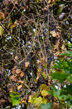 Kurumuş mavi üzümlü yabani üzüm.