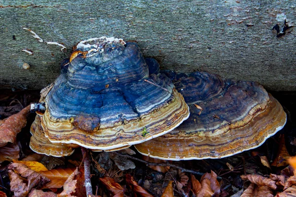 红带海螺的顶部视图 也被称为Fomitopsis Pinicola或Stem Decay Fungus — 图库照片