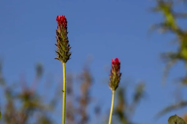 Side View Crimson Clover Natural Blue Sky Background Also Called — Stock Photo, Image