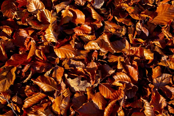 Braune Herbstblätter Für Natürlichen Hintergrund — Stockfoto