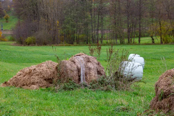 Staré Hnijící Balíky Sena Popředí Nové Čerstvé Seno Zabalené Plastu — Stock fotografie