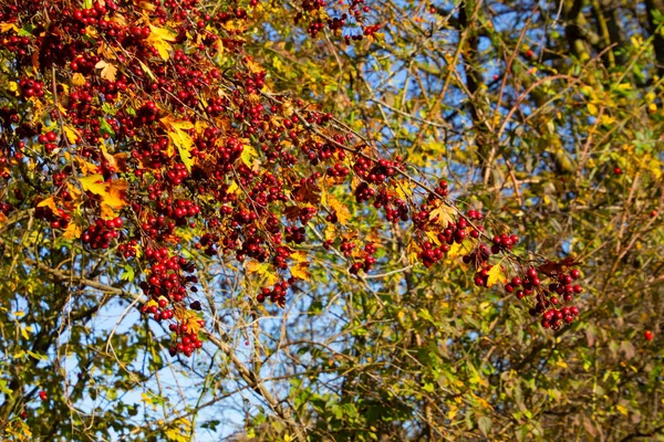 带有新鲜红山楂浆果的枝条 也叫角果 速生山楂或桑苹果 — 图库照片