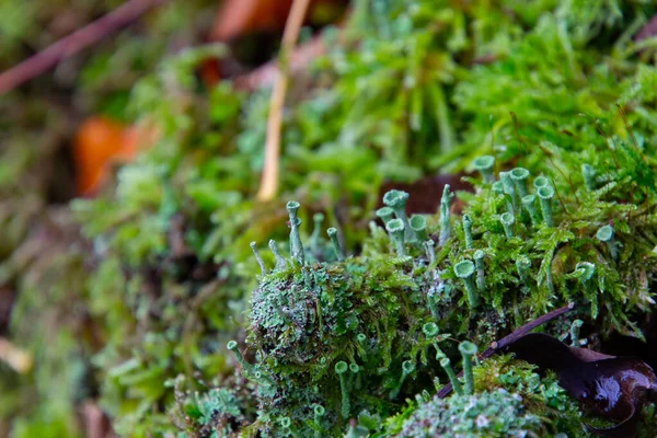 Pahýl Stromu Zarostlý Mechem Trumpetou Skřítek Lišejník Nebo Cladonia Fimbriata — Stock fotografie