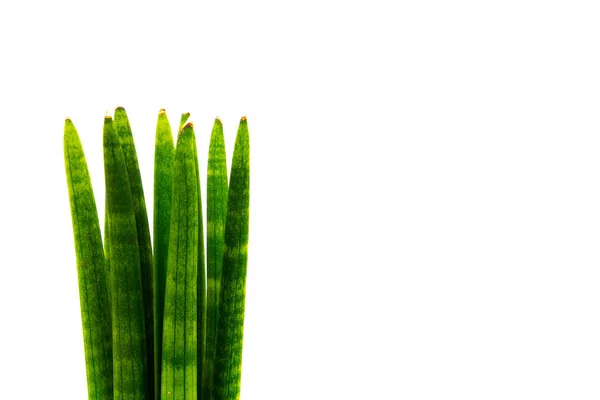 Sansevieria Cylindrica Lado Izquierdo Aislado Con Fondo Blanco Espacio Copia —  Fotos de Stock