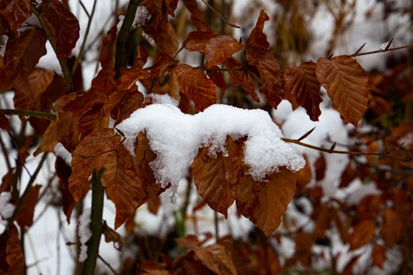 Hnědé Listy Pokryté Sněhem Přirozený Podzim Zimní Pozadí — Stock fotografie