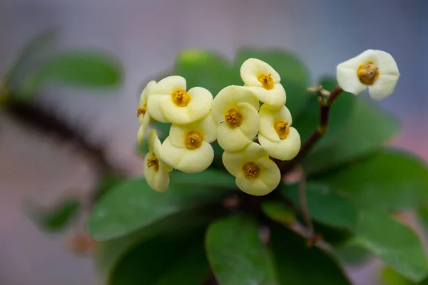 ユーフォルビア ミリイの黄色の花 別名キリストのとげ コロナ クリストまたはクライストスドルン — ストック写真