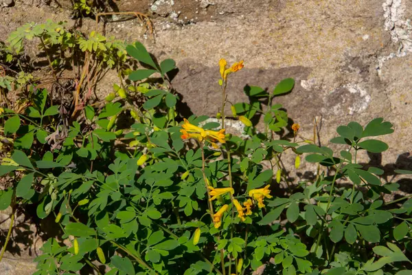 Close Corydalis Amarelo Crescendo Uma Parede Pedra Natural Também Chamado — Fotografia de Stock