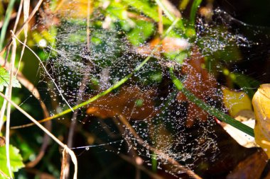 Çim ve yapraklar arasındaki örümcek ağına çiy damlaları düşer.