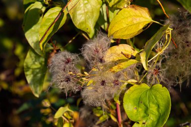 Clematis Vitalba 'nın tohumlarına yakın çekim, ayrıca yaşlı adamın sakalı olarak da bilinir.