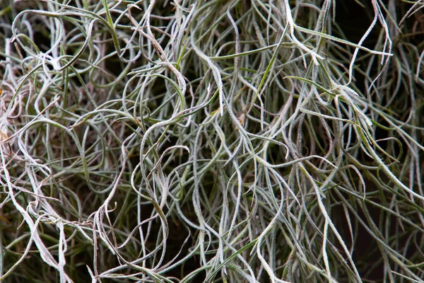 Primer Plano Musgo Español Para Fondo Natural También Llamado Tillandsia — Foto de Stock