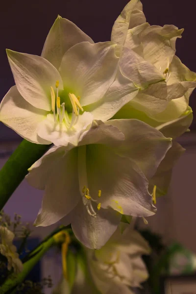 Cerca Una Flor Amarilis Blanco —  Fotos de Stock