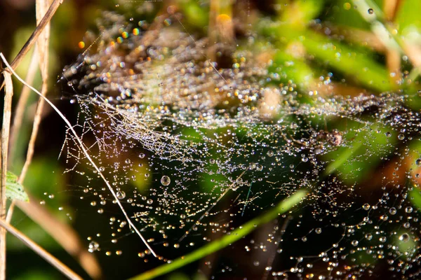 Çim ve yapraklar arasındaki örümcek ağına çiy damlaları düşer.
