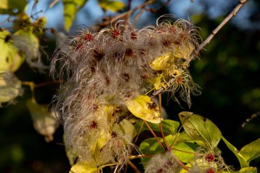 Clematis Vitalba 'nın tohumlarına yakın çekim, ayrıca yaşlı adamın sakalı olarak da bilinir.