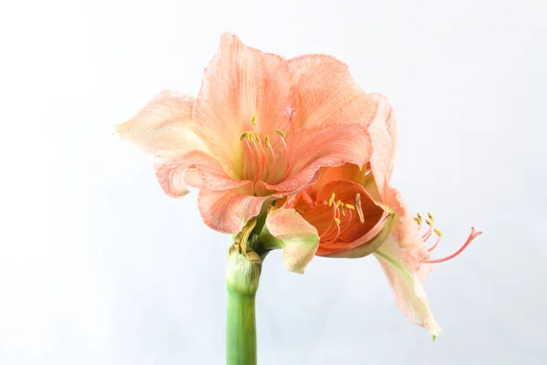 Pastellrosa Farbige Amaryllis Isoliert Auf Weißem Hintergrund — Stockfoto