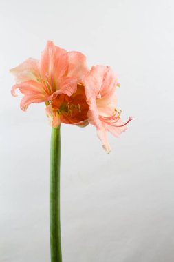 Pastel pembe renkli amilis beyaz arkaplanda izole edilmiş.