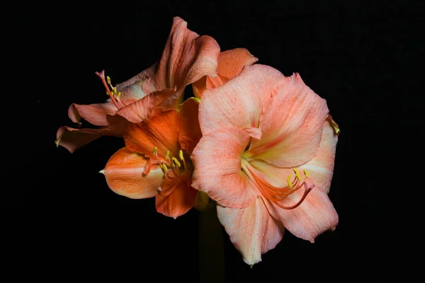 Pastellrosa Farbige Amaryllis Isoliert Auf Schwarzem Hintergrund — Stockfoto