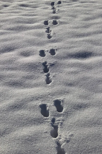 Rabbit tracks in the snow — Stock Image Rabbit Tracks Snow Royalty Free Stock Images