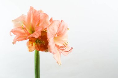 Pastel pembe renkli amilis, kopyalama alanı olan beyaz arkaplanda izole edilmiş.