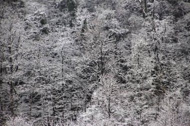 Kar, kış manzarası için ağaçları kaplamıştı.