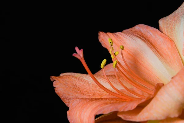 粉红相间的小花 — 图库照片