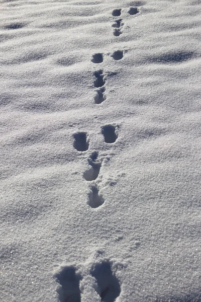 Rabbit tracks in the snow — Stock Image Rabbit Tracks Snow Stock Picture
