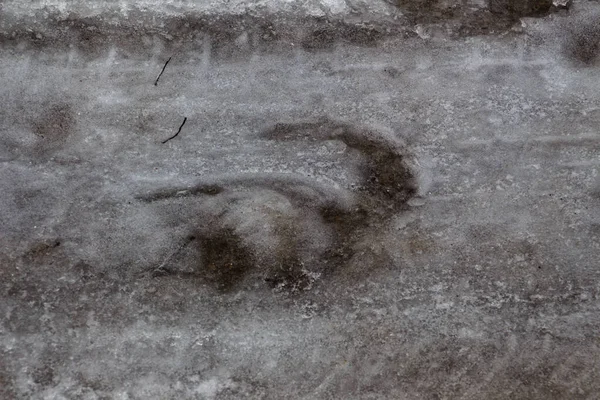 Gros Plan Une Empreinte Glacée Cheval Dans Neige — Photo