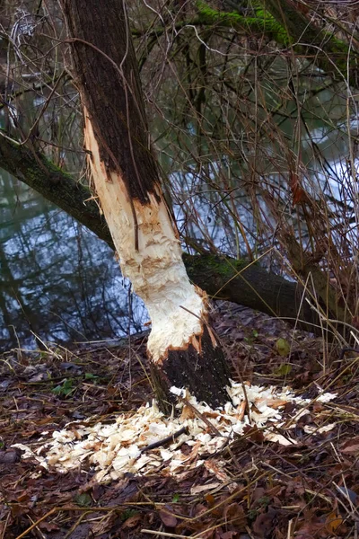 Škody Napáchané Bobrem Kmeni Stromu Řeky — Stock fotografie