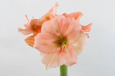 Pastel pembe renkli amilis beyaz arkaplanda izole edilmiş.