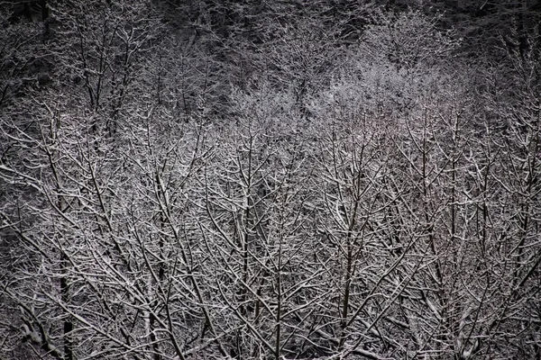 Заснеженные Деревья Зимнего Пейзажа — стоковое фото