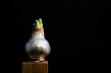 Amaryllis ampulü siyah arka planda balmumuyla kaplı.
