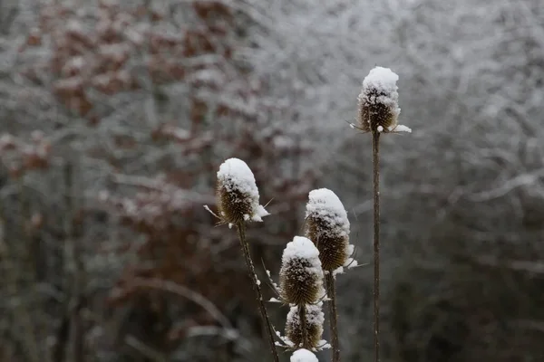 Kışın Karla Kaplı Vahşi Çaydanlık Dipsacus Fullonum Veya Wilde Karde — Stok fotoğraf