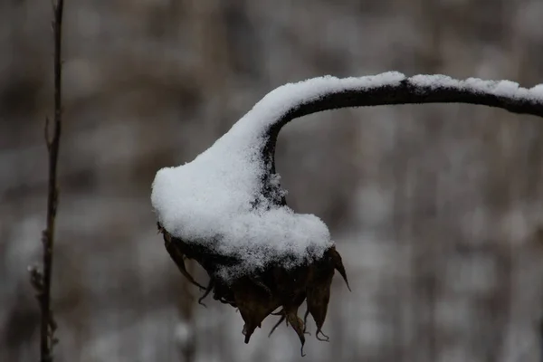 Mrtvé Slunečnice Pokryté Sněhem Zimě — Stock fotografie