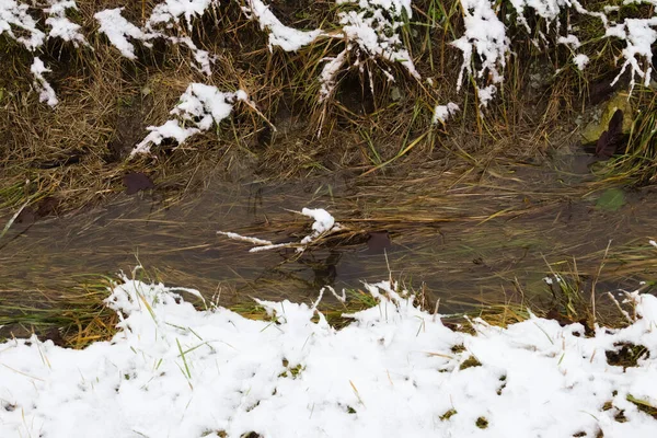 Сквозь Траву Течет Струйка Воды Тающего Снега — стоковое фото