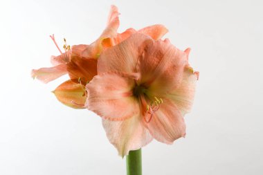 Pastel pembe renkli amilis beyaz arkaplanda izole edilmiş.