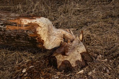 Nehir kenarındaki bir ağaç gövdesine kunduz zarar vermiş.