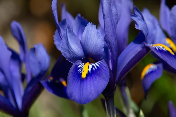 Blue netted iris in spring, also called Iris reticulata or zwerg iris
