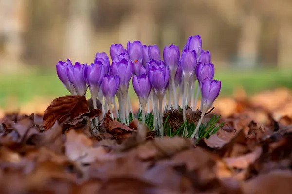 Purple saffron crocus growing between dry brown leaves, also called crocus vernus or Krokus