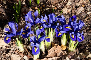 Baharda mavi ağlı iris, aynı zamanda Iris reticulata ya da zwerg iris olarak da bilinir.
