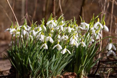 Galanthus nivalis veya schneegloeckchen olarak da bilinen bir nehir kıyısında büyüyen kardamlaları.