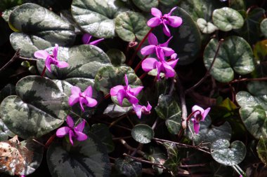 Avrupa siklamen çiçeği, ayrıca Cyclamen purpurpurascens veya Alpensurveillance olarak da bilinir.