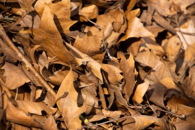 Doğal sonbahar arkaplanı için kuru kahverengi sonbahar yaprakları