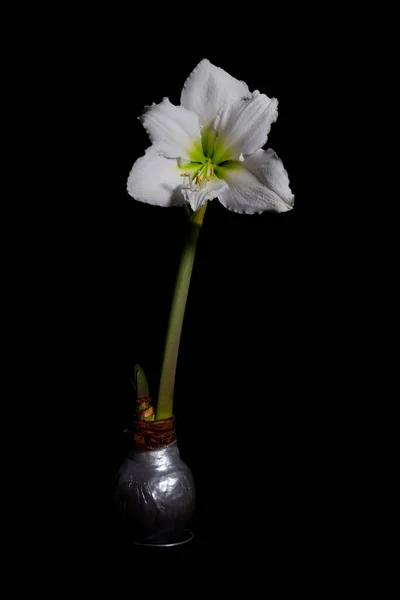 Single White Amaryllis Flower Blossom Wax Bulb Isolated Black Background — Stok fotoğraf