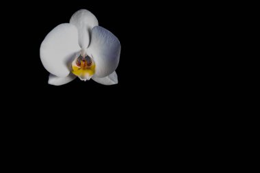 Beyaz orkide çiçeği siyah arkaplanda kopyalama alanı ile izole edildi