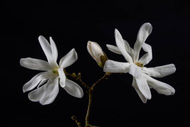 Siyah zemin üzerinde izole edilmiş beyaz bir Kobushi Manolyasının çiçek açması, aynı zamanda Magnolia kobusu olarak da bilinir.